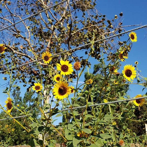 Meet your Posher, Andrea or Drea - Picture 1 of 1